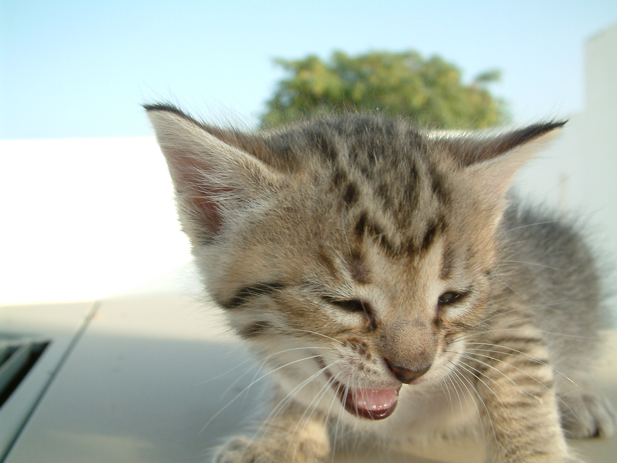 [error loading picture of adorable kitten. that's a shame because it would have changed your life]